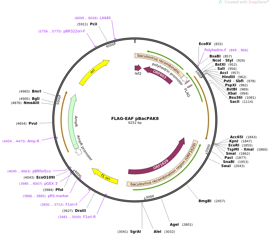 FLAG-EAF pBacPAK8质粒图谱